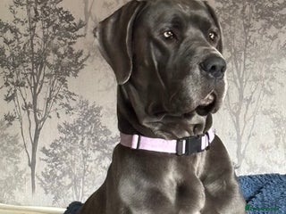 Great Dane dogs Great Dane pups - Advert 13