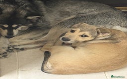 Mixed Breed dogs for sale: alaskan malamute cross puppies  in Bedford - Image 1