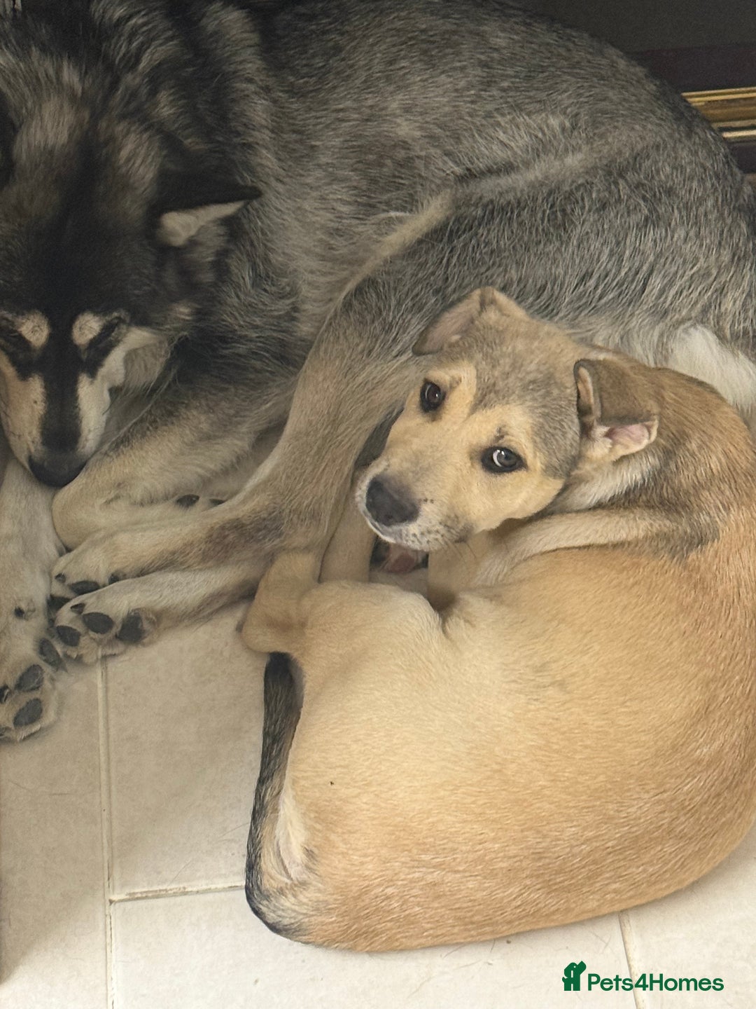 Mixed Breed dogs for sale: alaskan malamute cross puppies  in Bedford - Image 1