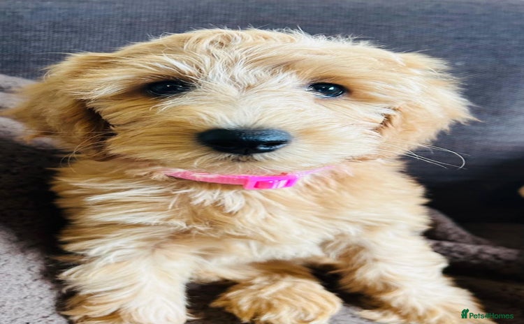 Labradoodle dogs - Advert 7
