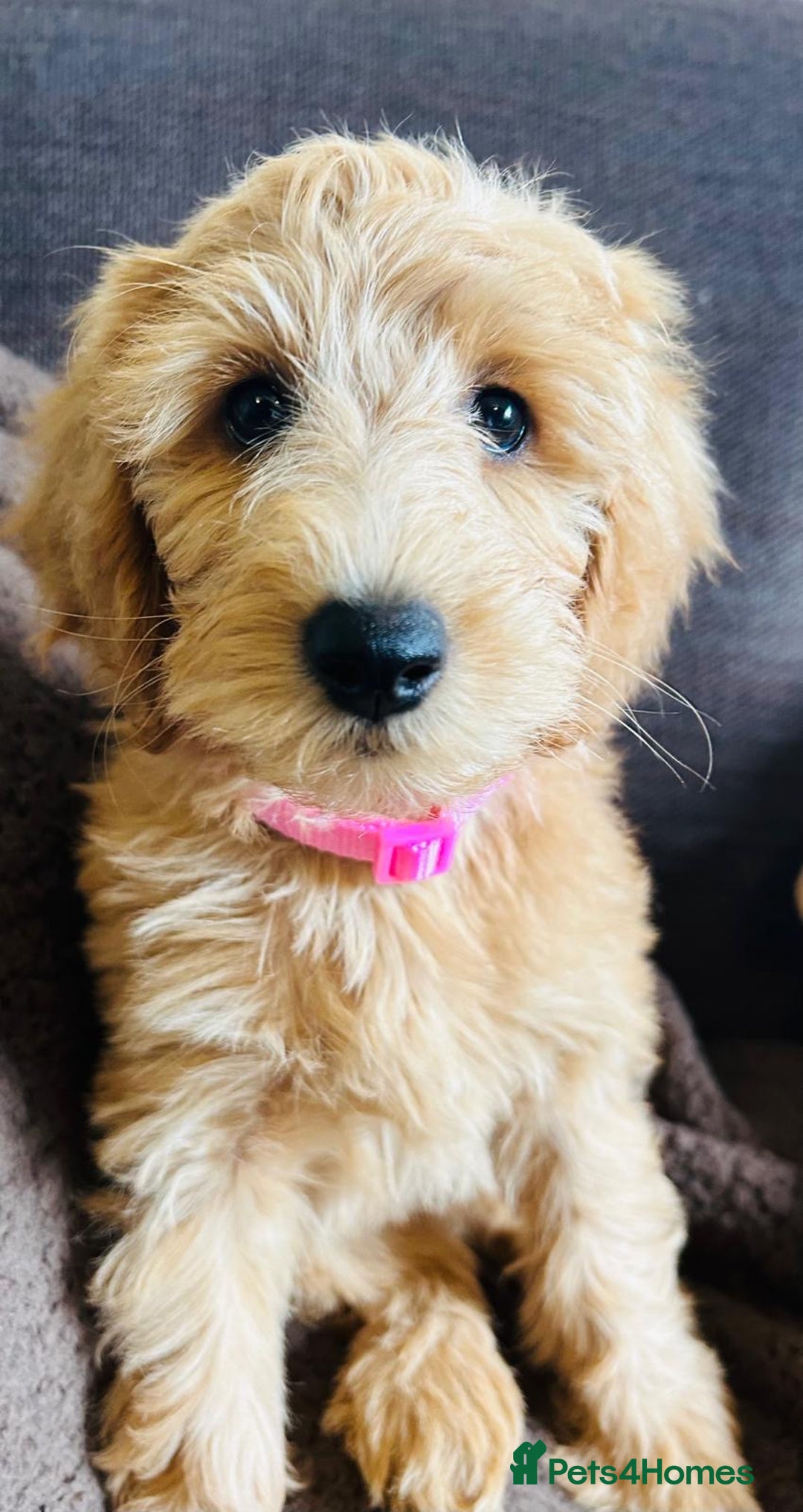 Labradoodle dogs for sale:  Adorable 🥰 Miniature Labradoodle Puppies F2B  - Image 1