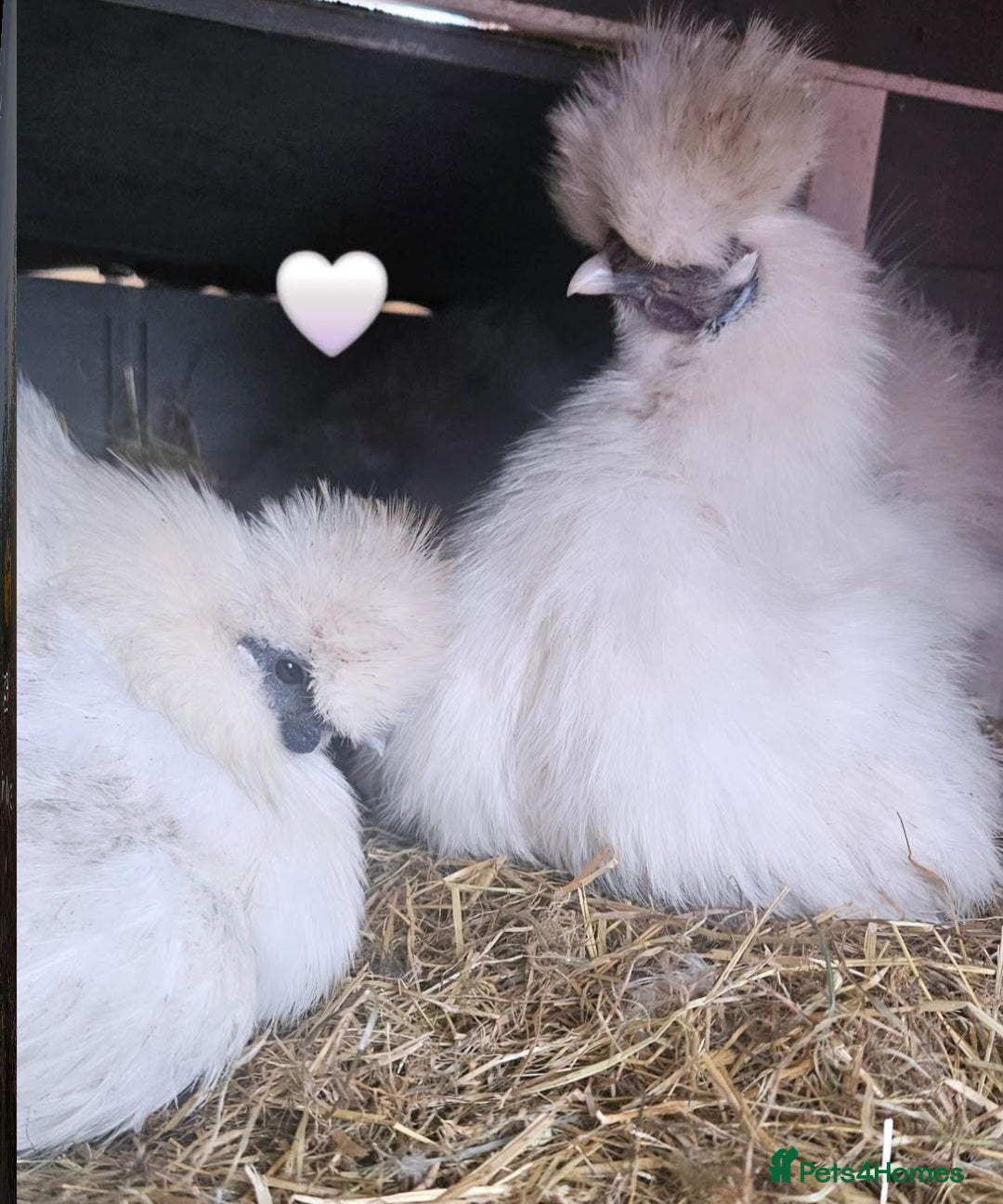 Mixed Breed birds for sale: Chickens for sale  - Advert 2