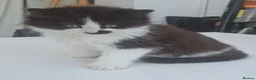 Mixed Breed cats for sale: Delicious mixed breed kittens - Advert 5