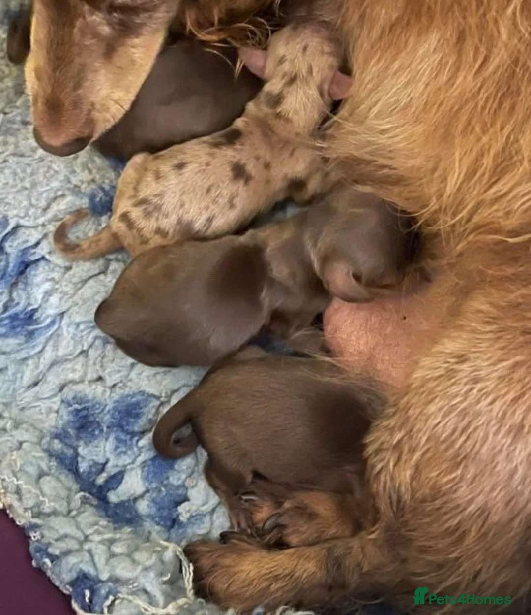 Miniature Dachshund dogs for sale: KC Long Coat Miniature Dachshund Puppies - Advert 20
