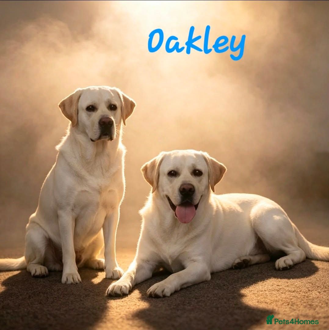 Labrador Retriever dogs KC Reg Health Tested Stud Dog - Advert 15