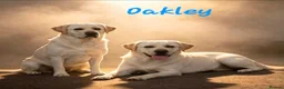 Labrador Retriever dogs for stud: KC Reg Health Tested Stud Dog - Advert 1