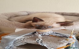 Mixed Breed cats for sale: Beautiful Siamese Cross Kittens - Image 6