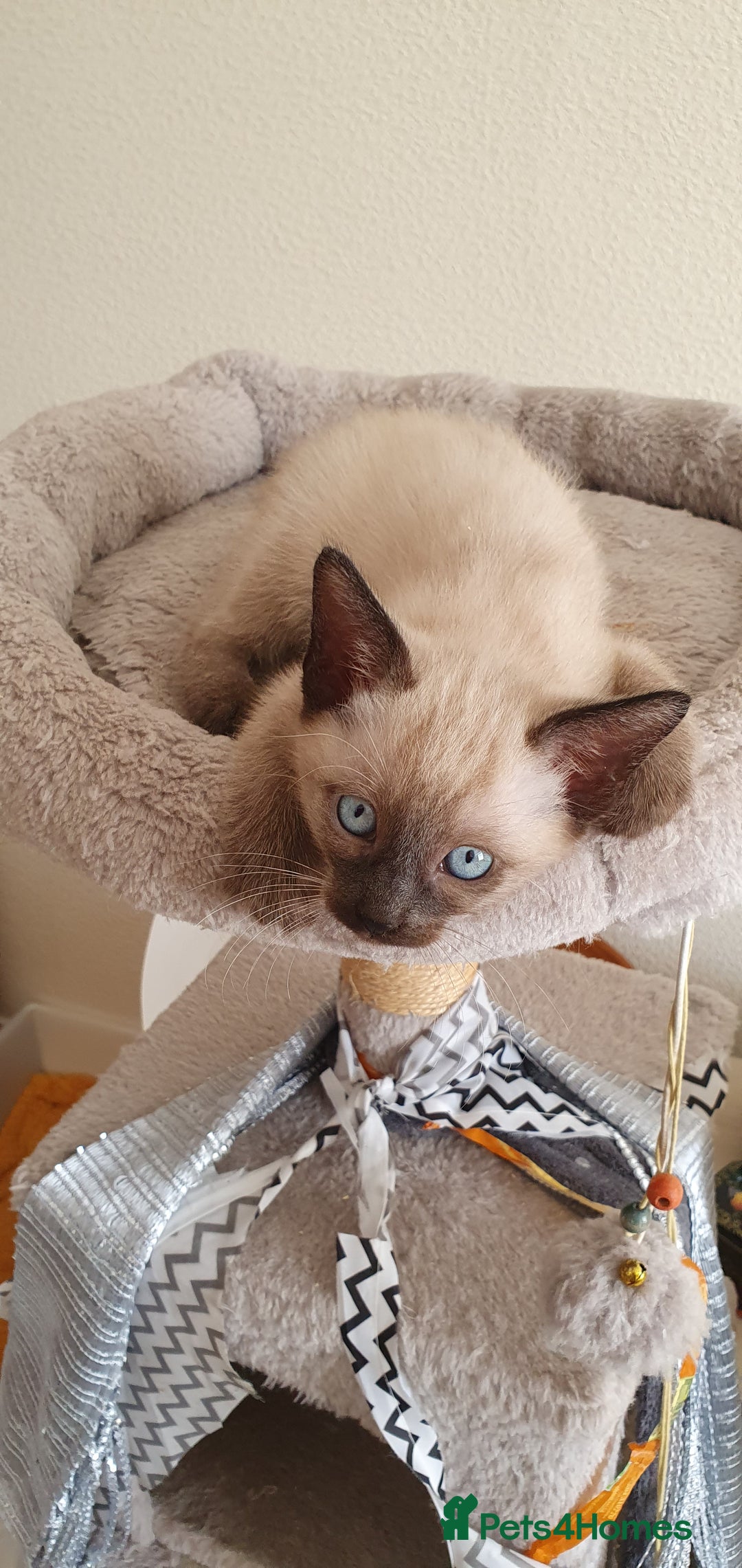 Mixed Breed cats for sale: Beautiful Siamese Cross Kittens - Image 6