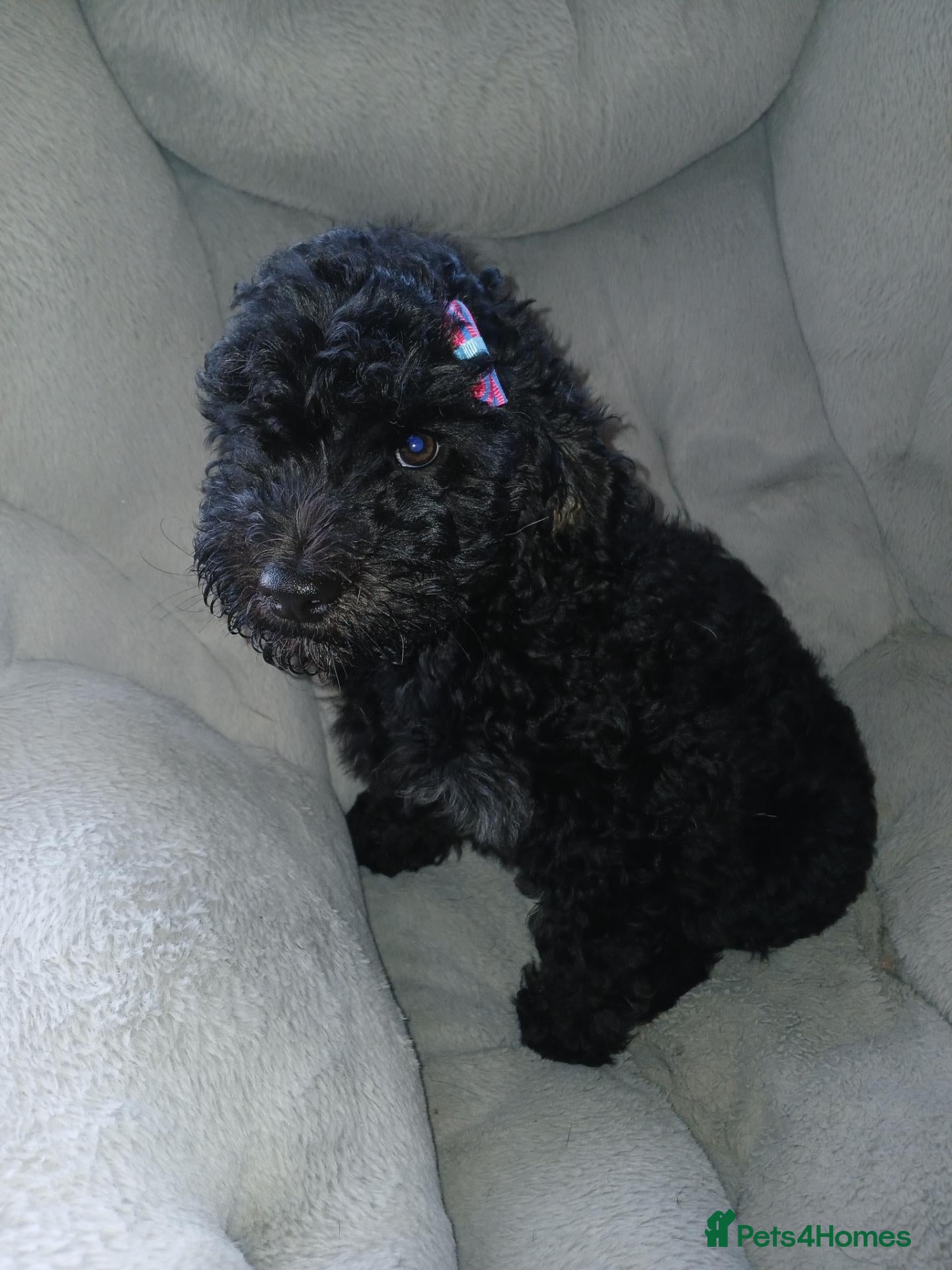 Sheepadoodle dogs F1b mini sheepadoodles  - Advert 2