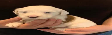 Della
