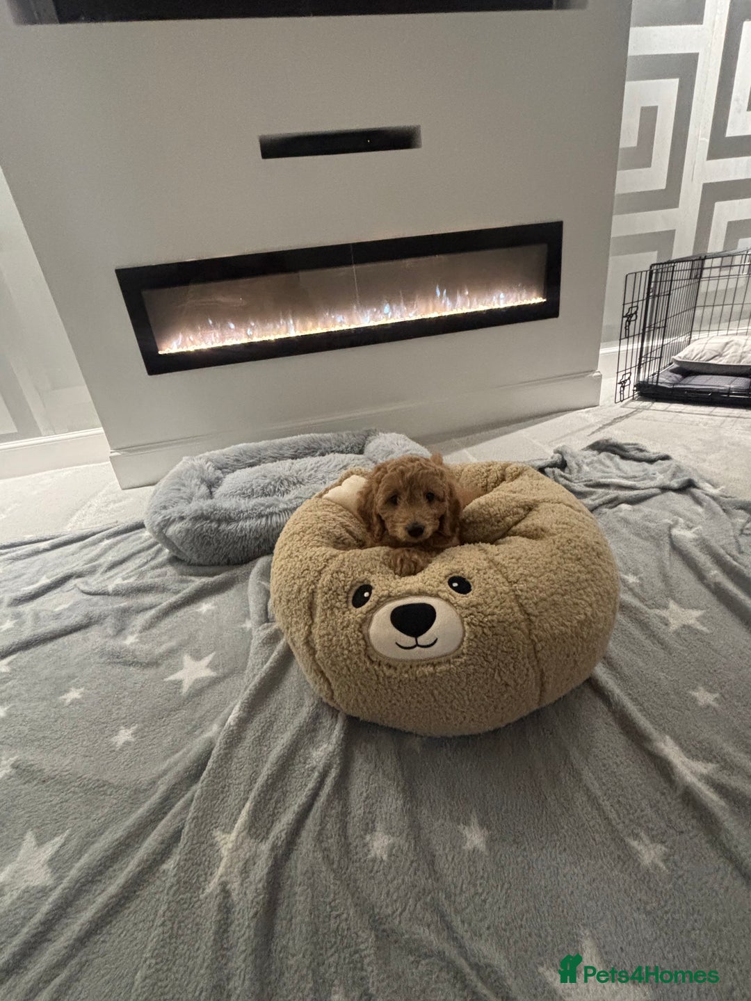 Cavapoo dogs for sale: Cavapoo looking for a forever home  - Advert 3