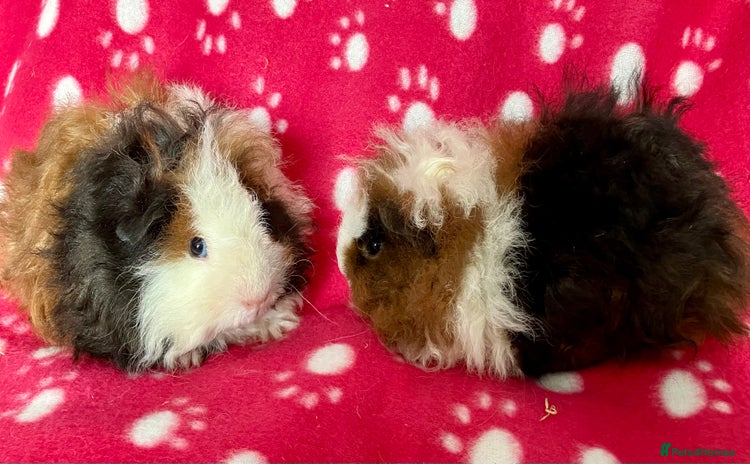 Guinea Pig rodents - Advert 3