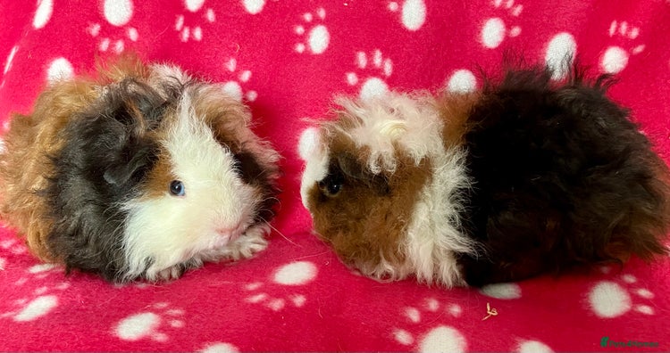 Guinea Pig rodents - Advert 7