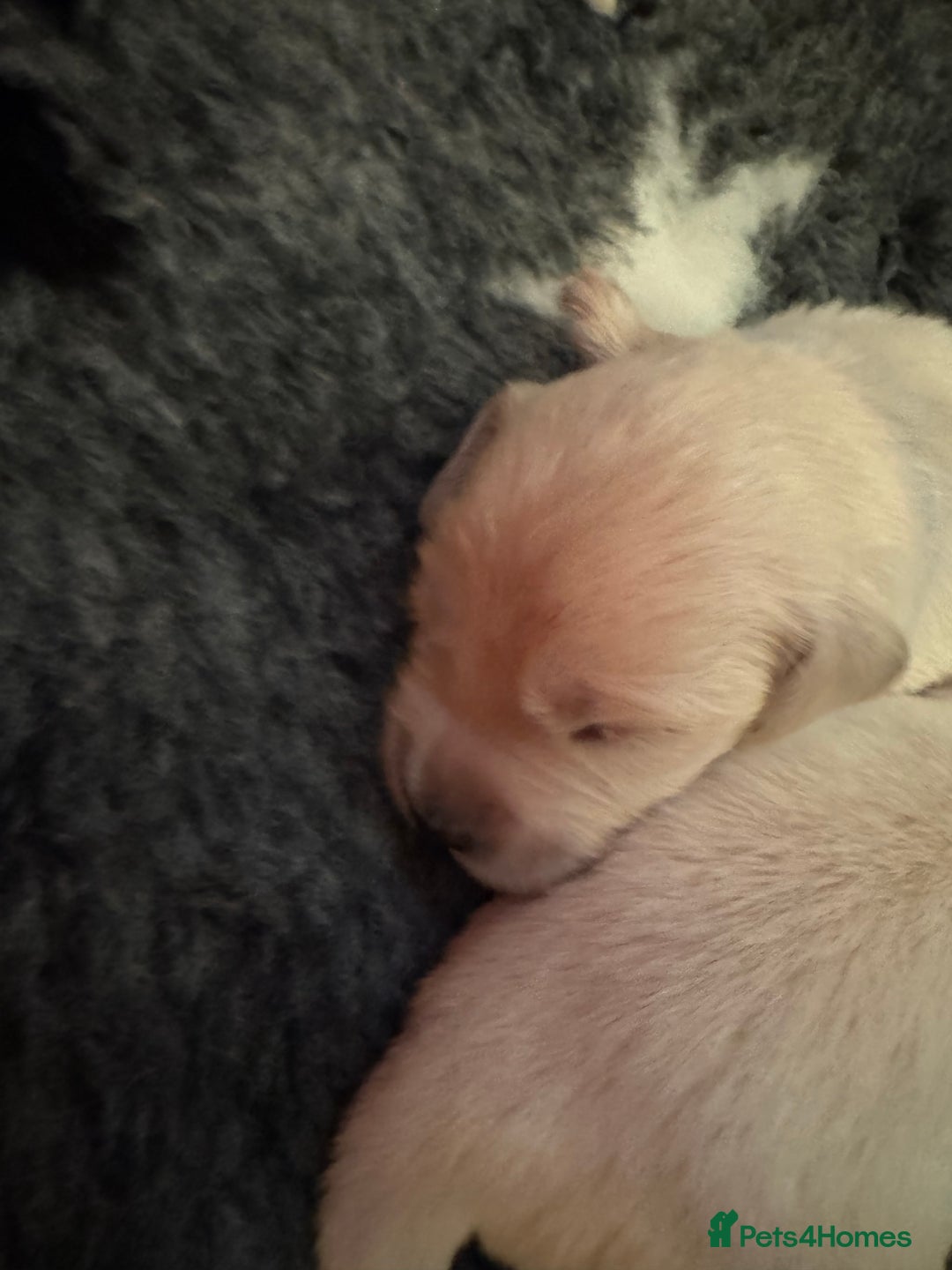 Golden Retriever dogs for sale: Beautiful chunky golden retriever babies - Advert 6