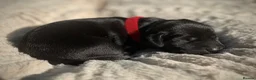 Labrador Retriever dogs for sale: Outstanding Labrador Puppies–Exceptional Pedigree - Advert 20