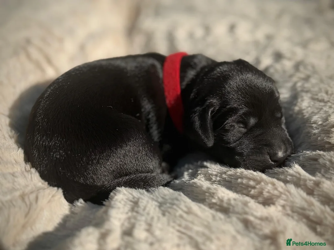 Labrador Retriever dogs for sale: Outstanding Labrador Puppies–Exceptional Pedigree - Advert 20