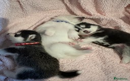 Pomsky dogs for sale: F4 beautiful puppy pomskie blue eyes - Image 24