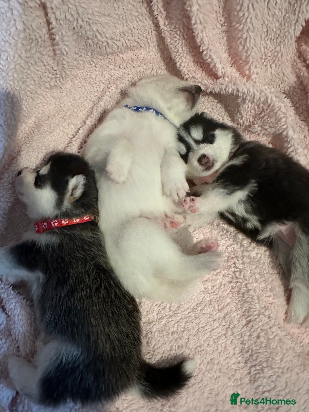 Pomsky dogs for sale: F4 beautiful puppy pomskie blue eyes - Image 24