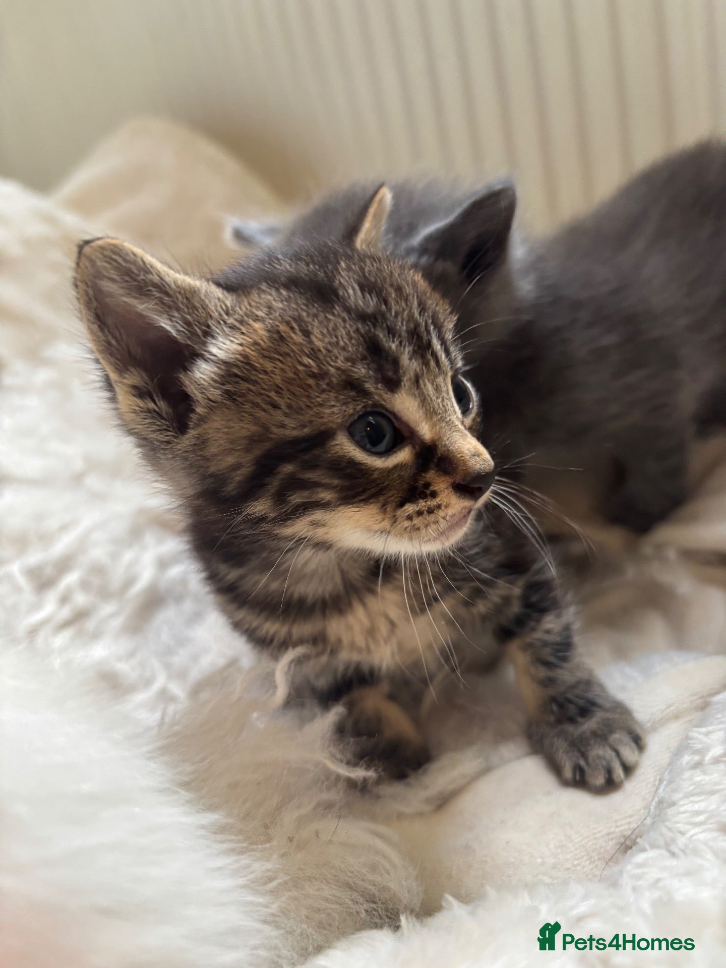 Mixed Breed cats Beautiful Mixed breed kittens 🤎 - Advert 1