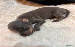 Miniature Pinscher dogs for sale: Gorgeous MinPin Puppies-Ready from 8th Dec! - Advert 27