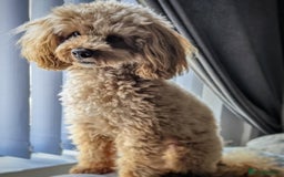 Cavapoo dogs for sale: Waiting list open for cavapoo puppies  - Image 6