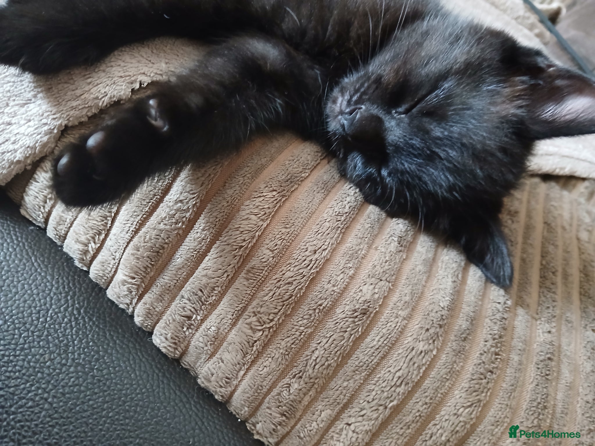 Mixed Breed cats for sale:  Black chocolate Ragdoll cross american bobtailcat in Lancing - Advert 2