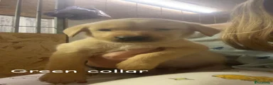 Labrador Retriever 2