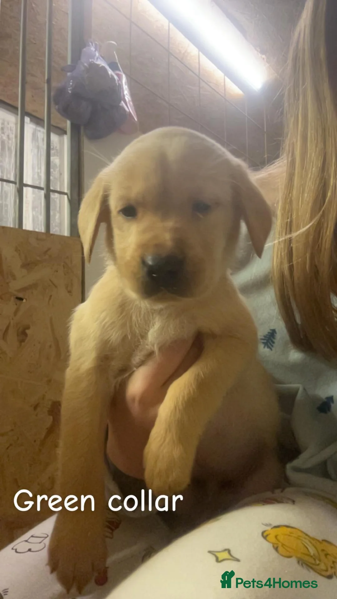 Labrador Retriever dogs for sale: Labrador puppies - Advert 2