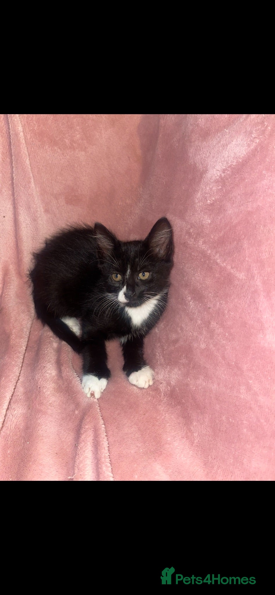 Mixed Breed cats One female kitten - Advert 8