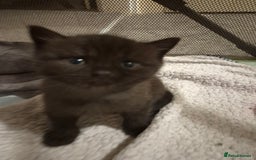 Brazilian Shorthair cats for sale: Kittens  - Image 10