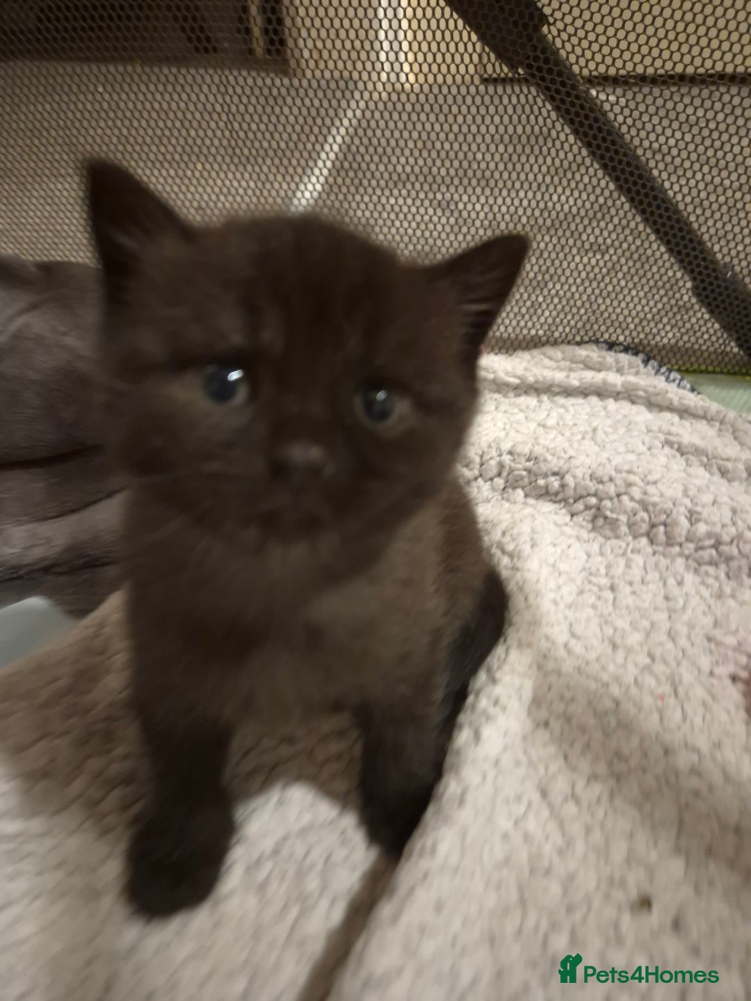 Brazilian Shorthair cats for sale: Kittens  - Image 10