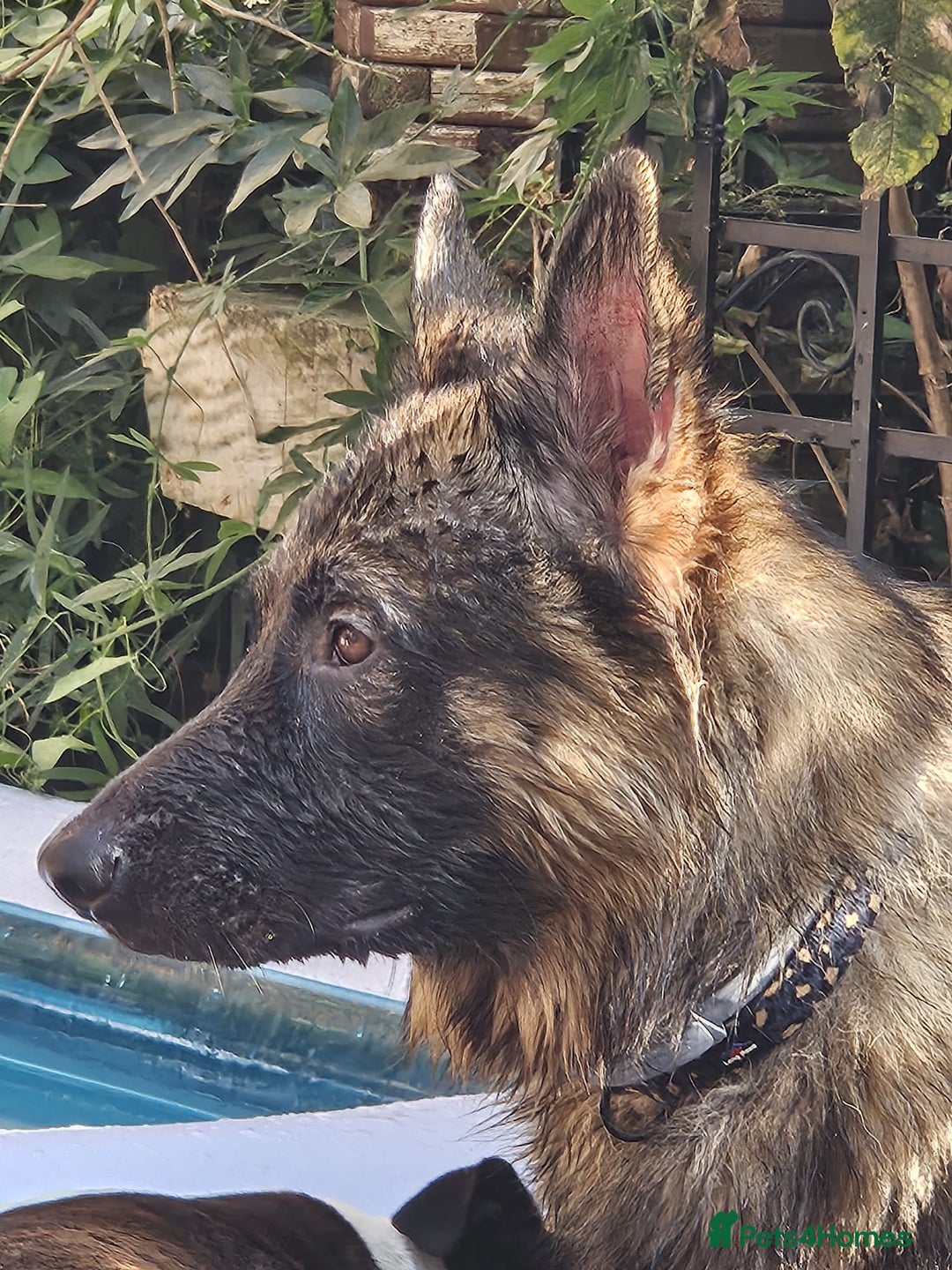 German Shepherd dogs for sale: Stunning German shepherd puppies  - Image 11