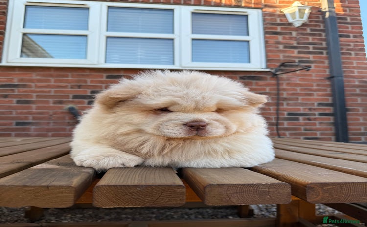 Chow Chow dogs - Advert 4