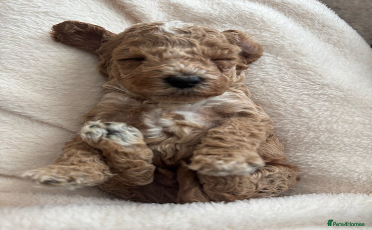 Cockapoo dogs - Advert 8