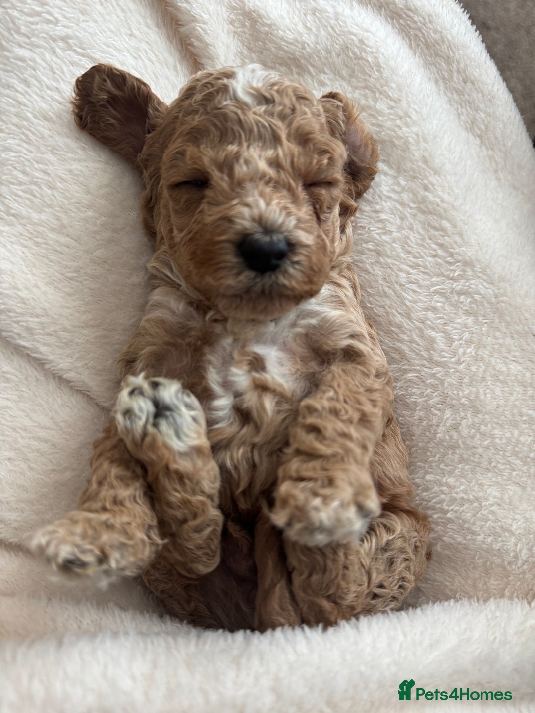 Cockapoo dogs for sale: Cockapoo puppies for sale - Image 1