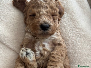 Cockapoo dogs - Advert 27