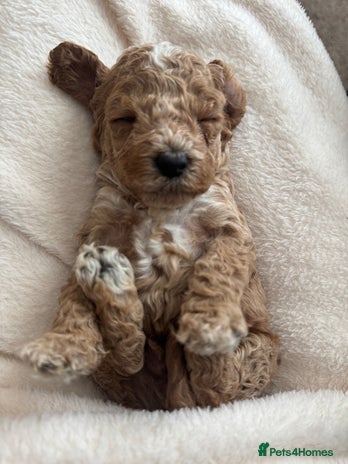 Cockapoo dogs - Advert 4
