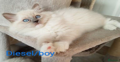 Ragdoll cats - Advert 3
