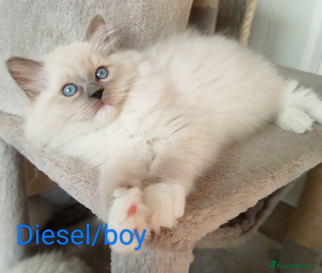 Ragdoll cats for sale: Purebred Ragdolls - Image 3