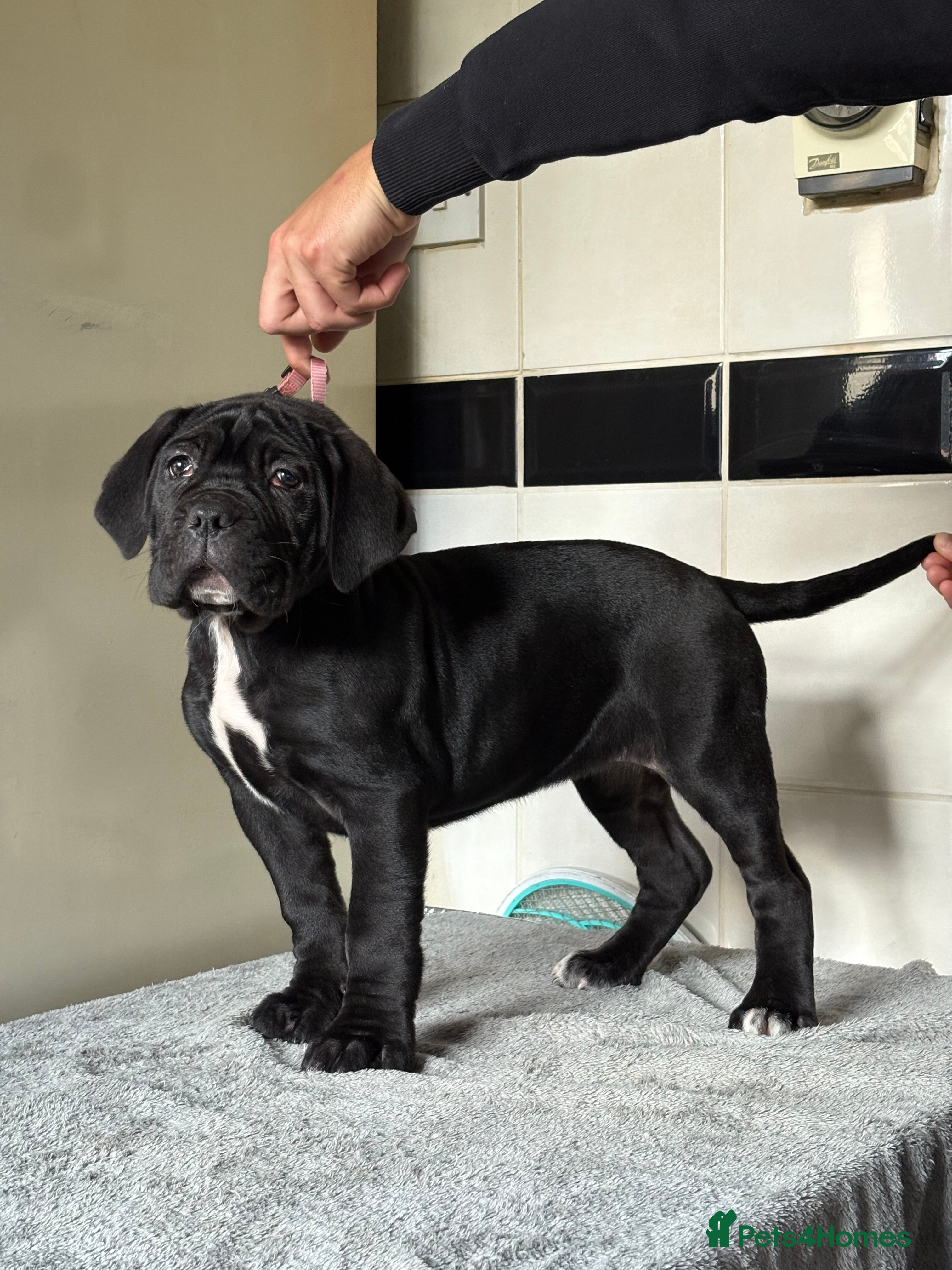 Cane Corso dogs *PRICE DROP* HUGE STUNNING FULL PEDIGREE FEMALES - Advert 14
