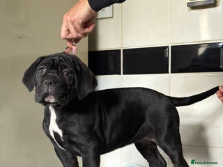 Cane Corso dogs HUGE STUNNING FULL PEDIGREE FEMALES - Advert 6