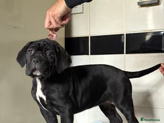 Cane Corso dogs *PRICE DROP* HUGE STUNNING FULL PEDIGREE FEMALES - Advert 17