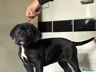 Cane Corso dogs *PRICE DROP* HUGE STUNNING FULL PEDIGREE FEMALES - Advert 17