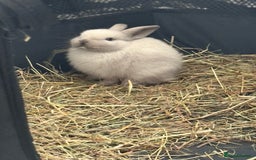 Dwarf Lop rabbits for sale: Dwarf lop fluffy baby bunnies - Image 15
