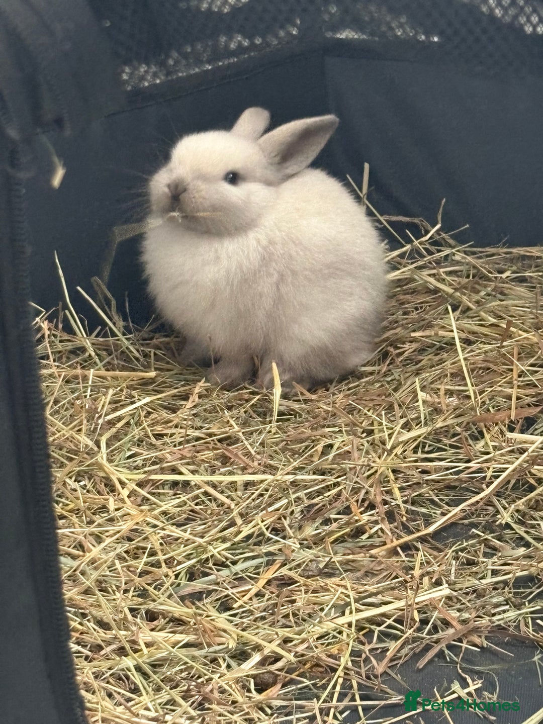 Dwarf Lop rabbits for sale: Dwarf lop fluffy baby bunnies - Image 15