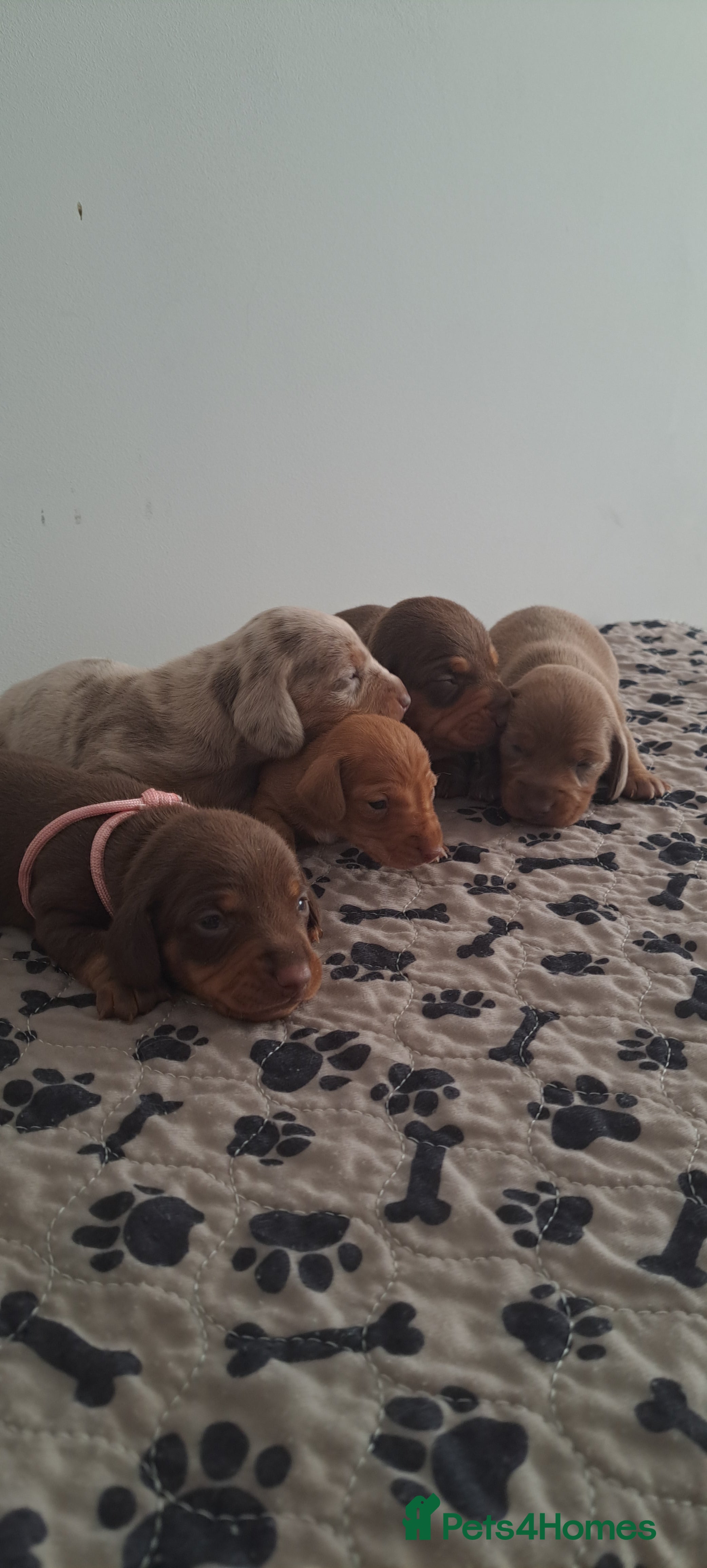 Dachshund dogs Miniature dachshund puppies  - Advert 2