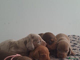 Dachshund dogs Miniature dachshund puppies - Advert 2