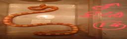 Snake reptiles for sale: My collection of corn snakes. - Advert 12