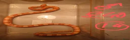 Corn Snake reptiles for sale: Corn snake - Advert 17