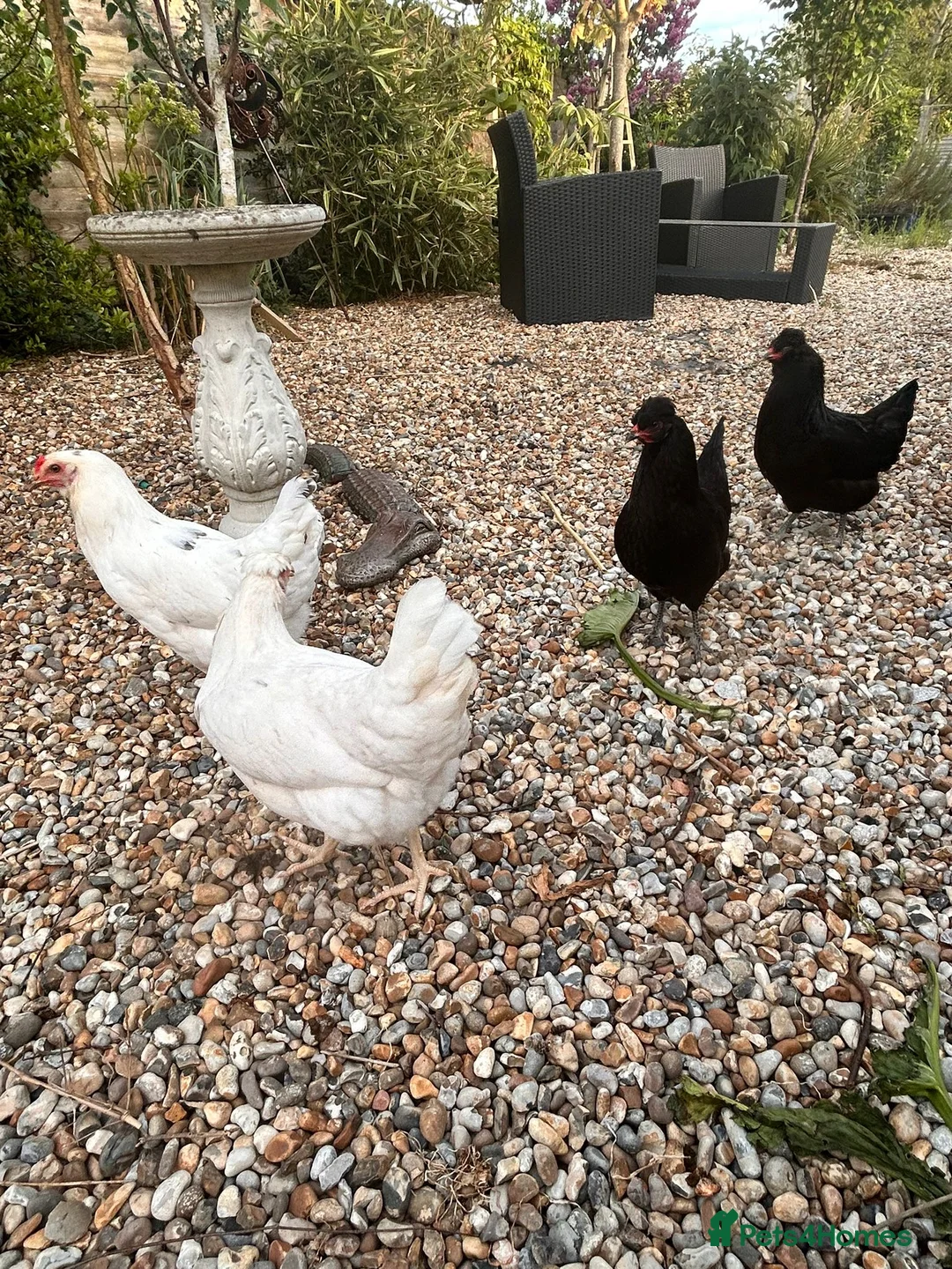 Chickens poultry for sale: Hybrid point of lay hens in Ramsgate - Advert 2